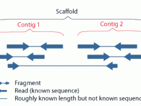 What is scaffold?