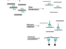 DNA甲基化测序问题集锦
