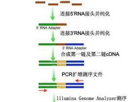 Small RNA测序相关问题集锦