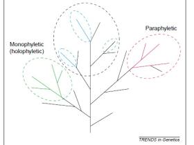 推荐一篇关于如何构建和分析进化树的文章